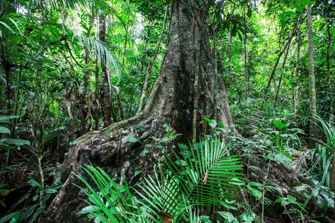 Djiru National Park - Accommodation Daintree 0