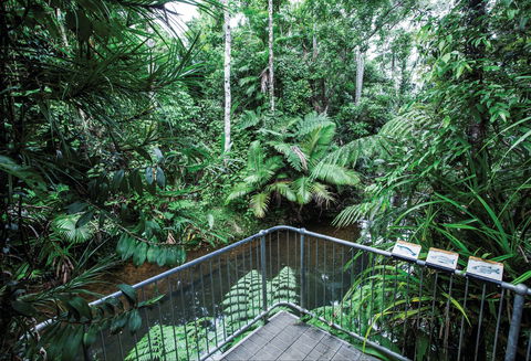 Djiru National Park - Accommodation Daintree 1