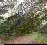 End Peak walking track - Accommodation Daintree