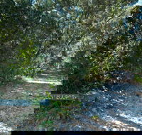 Lillypilly loop trail - Accommodation Daintree