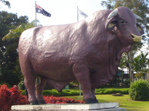 Rockhampton Bull Statues - Accommodation Daintree 1