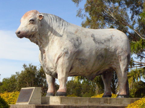 Rockhampton Bull Statues - Accommodation Daintree 2