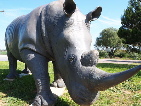 Tailem Bend Rhino Park And Dickson Reserve - Accommodation Daintree 0
