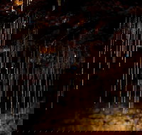 Tamborine Mountain Glow Worm Tours - Accommodation Daintree