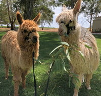 Visit an alpaca farm and get up and personal with these gentle and unique animals - Accommodation Daintree
