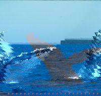 Whale Watching on Keswick Island - Accommodation Daintree