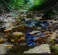 Willi Willi National Park - Accommodation Daintree