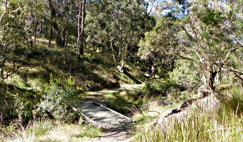 Wollomombi Walking Track - Accommodation Daintree 0