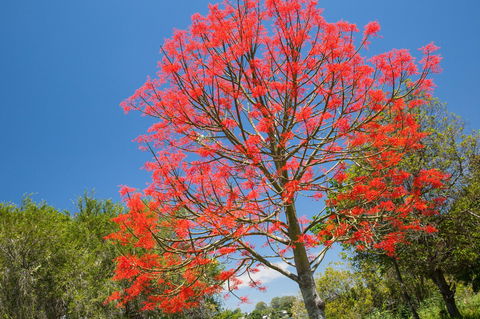 Ashby - Accommodation Daintree 1