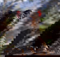 Bonorong Wildlife Sanctuary - Accommodation Daintree