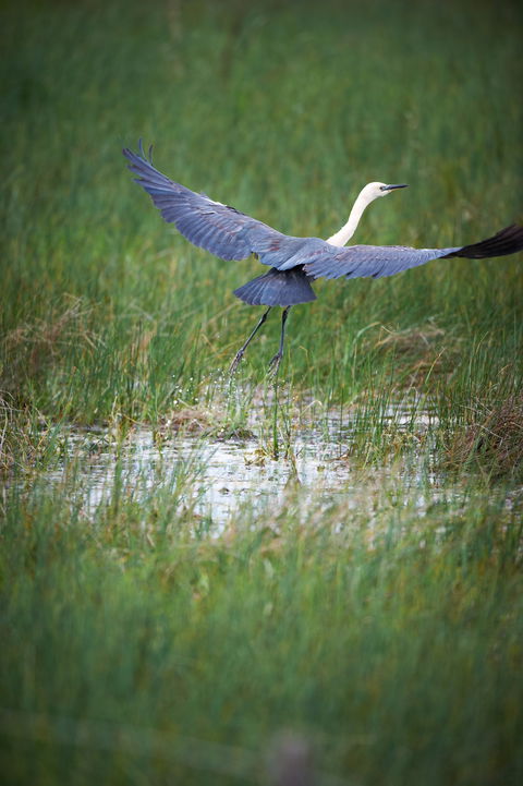 Germein Reserve - Accommodation Daintree 0