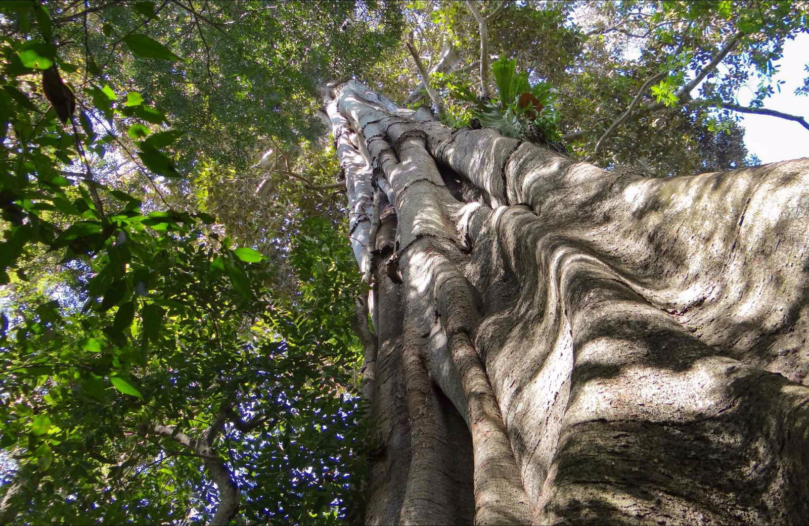 Northern Rivers And Tropical Nsw NSW Accommodation Daintree