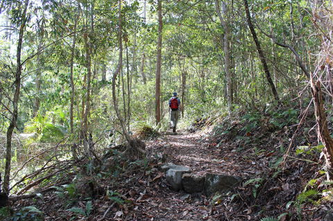 Morelia Walking Track, D'Aguilar National Park - Accommodation Daintree 1