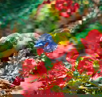 Mount Surprise - Accommodation Daintree