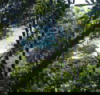 Rainforest Walking Track Hat Head National Park - Accommodation Daintree