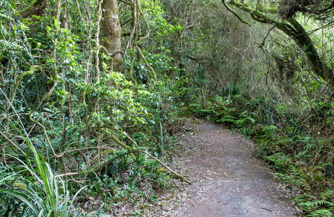 Rainforest Walking Track, Roberston Nature Reserve - Accommodation Daintree 0
