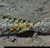 Shelving Beach Dive Site - Accommodation Daintree