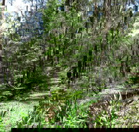 Tyers Park - Accommodation Daintree