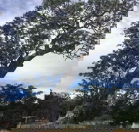 Bilston's Tree - Accommodation Daintree