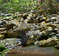 Booyong Walking Track - Accommodation Daintree