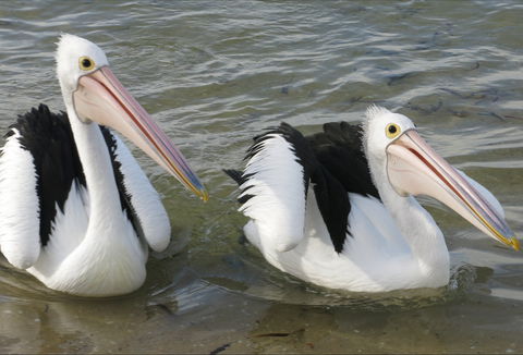 Chinaman Wells - Accommodation Daintree 0