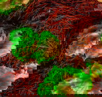 Ghost Mushroom Lane - Accommodation Daintree