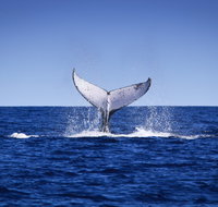Humpback Whales - Accommodation Daintree