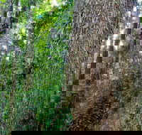 Murray Scrub walking track - Accommodation Daintree