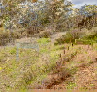 Old Mountain Road Walking Track - Accommodation Daintree