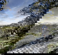 Snow Gums boardwalk - Accommodation Daintree