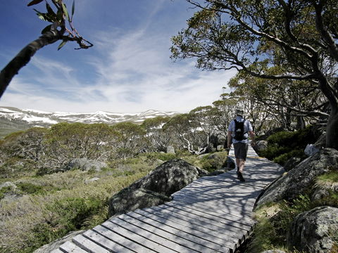 Snow Gums Boardwalk - Accommodation Daintree 0