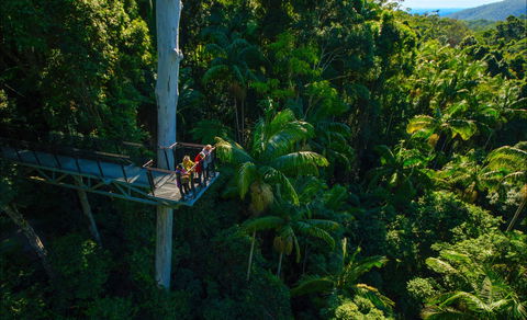 Tamborine Rainforest Skywalk - Accommodation Daintree 0