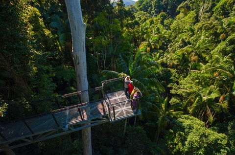 Tamborine Rainforest Skywalk - Accommodation Daintree 1