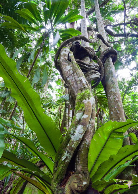 Tamborine Rainforest Skywalk - Accommodation Daintree 2