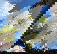 Tasmania Birchs Bay Cherries - Accommodation Daintree