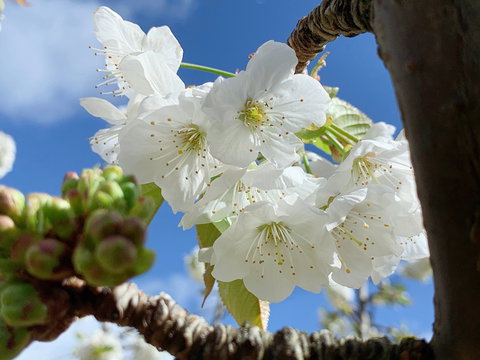 Tasmania Birchs Bay Cherries - Accommodation Daintree 0