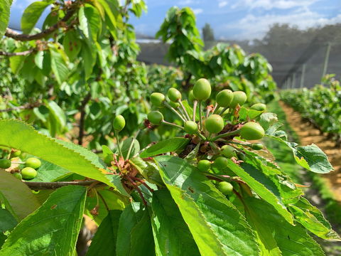Tasmania Birchs Bay Cherries - Accommodation Daintree 2