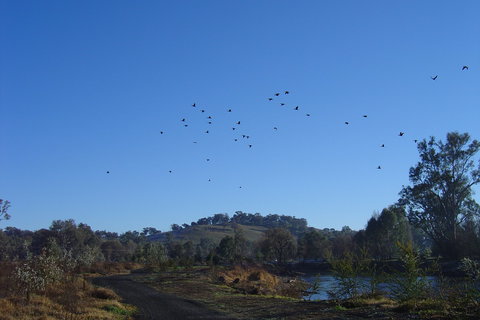 Tumut Wetlands - Accommodation Daintree 1