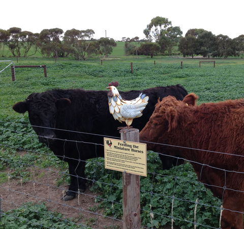 Weetulta - Accommodation Daintree 1