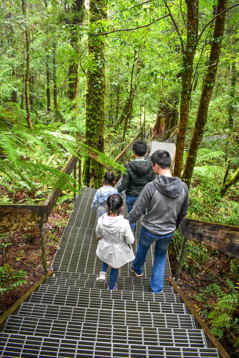 Yarra Ranges National Park - Accommodation Daintree 0