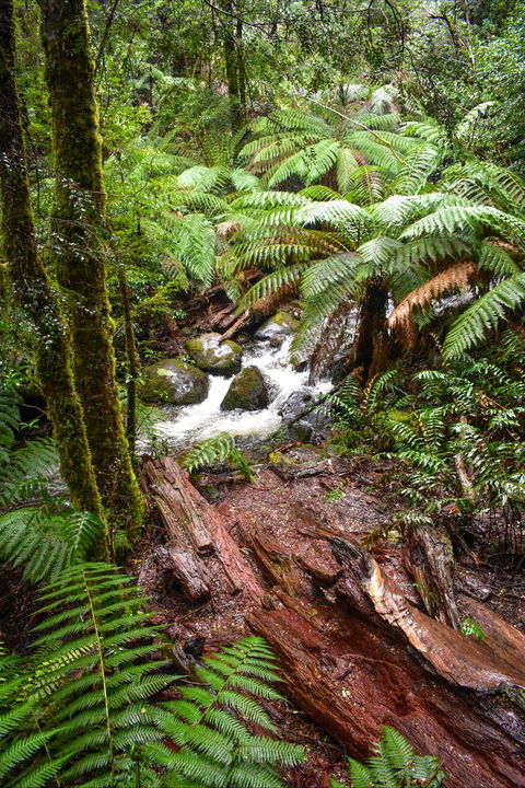 Yarra Ranges National Park - Accommodation Daintree 2