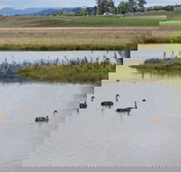 Beardy Waters Dam and Woodlands - Accommodation Daintree