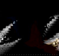 Jenolan Caves Extended Temple of Baal Cave Tour - Accommodation Daintree