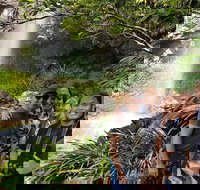 Small group Gold Coast Mountain Tour Springbrook National Park and Mt Tamborine - Accommodation Daintree