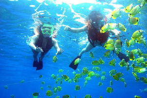 Guided Snorkel with Fish Tour at Wavebreak Island, Gold Coast