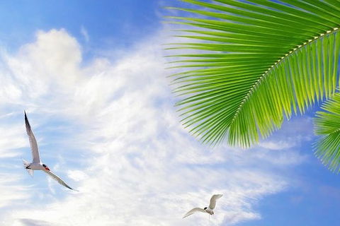 Airport Transfer - Mission Beach To Cairns Airport - Accommodation Daintree 4