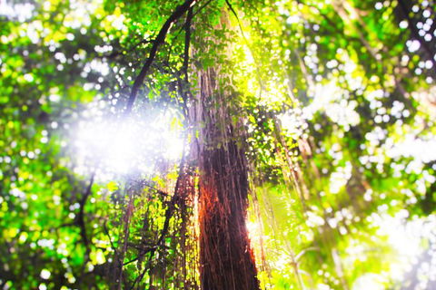 Airport Transfer - Mission Beach To Cairns Airport - Accommodation Daintree 1