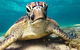 2Day 2 Night Sail, Snorkel & SUP Adventure Whitsundays Single - thumb 7