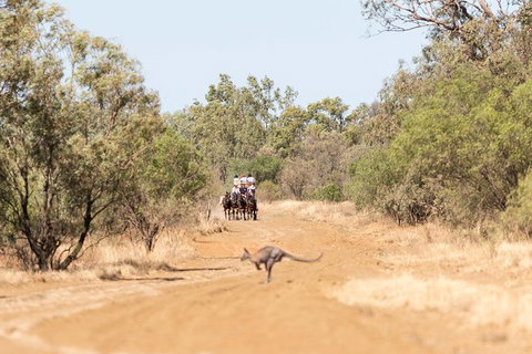 Cobb And Co Stagecoach Experience - Accommodation Daintree 5