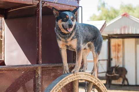 Cobb And Co Stagecoach Experience - Accommodation Daintree 3